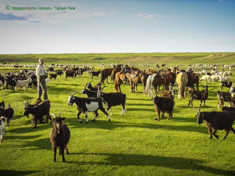 Steppenfuchs REisen - Ziegenherde ind er mongolischen Landschaft