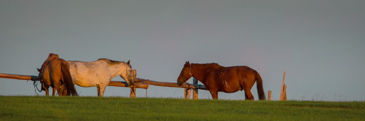 Steppenfuchs Reisen - mongolische Pferde