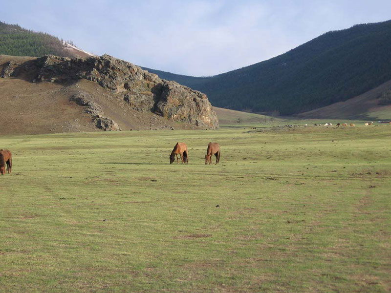 Steppenfuchs Reisen - Grasende Pferde in der mongolischen Steppe