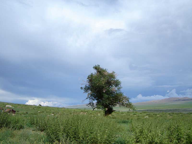 Steppenfuchs Reisen - Baum in der mongolischen Steppe