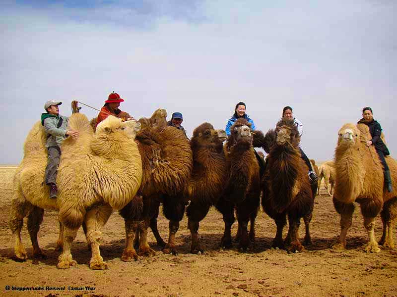 Steppenfuchs Reisen - mit Kamelen unterwegs