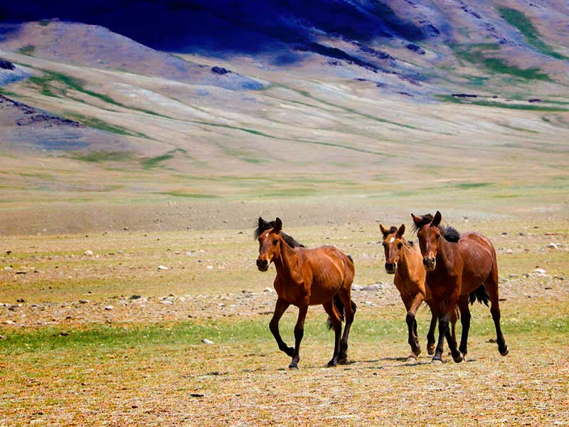 Steppenfuchs Reisen - Mongolische Pferde in der Steppe
