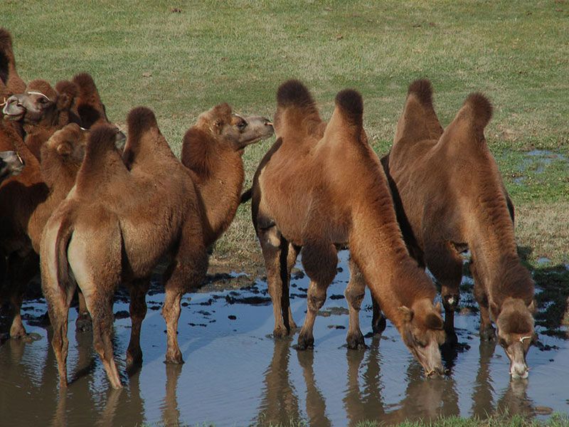 Steppenfuchs Reisen - Kamele an der Tränke