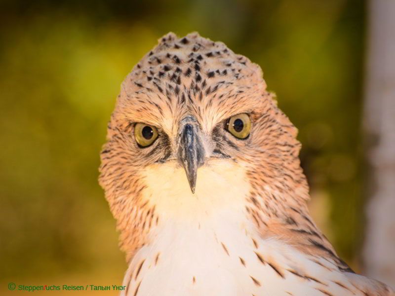 Steppenfuchs Reisen - Adler