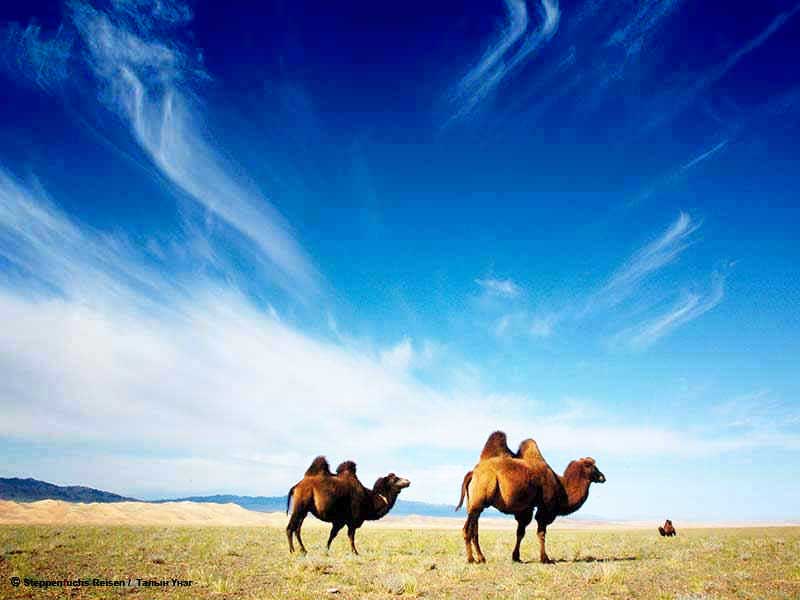 Steppenfuchs Reisen - Kamele in der Gobi
