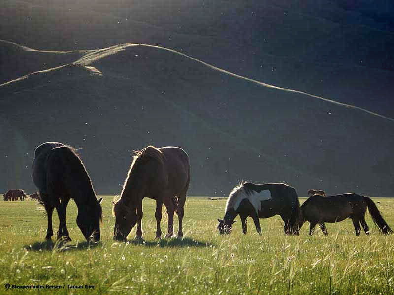 Steppenfuchs Reisen - Mongolische Pferde