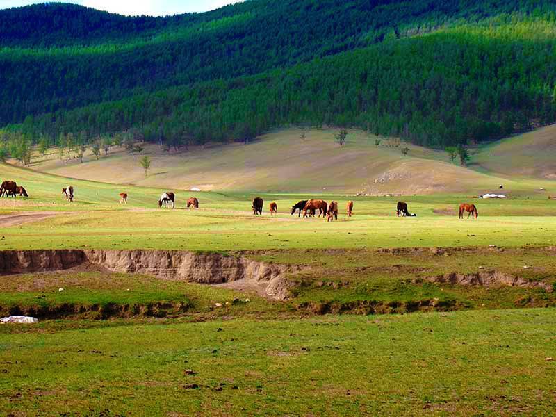 Steppenfuchs Reisen - Im Norden der Mongolei