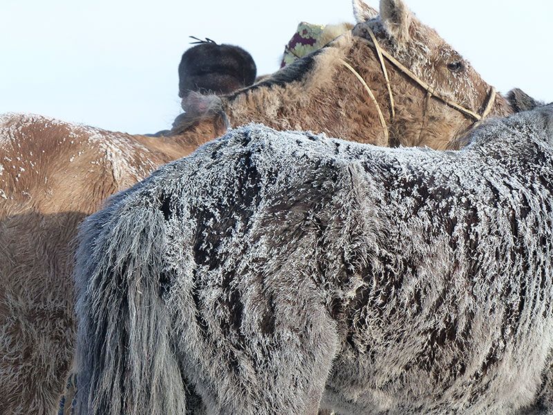 Steppenfuchs Reisen -