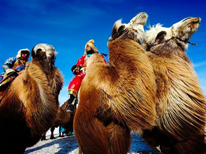 Steppenfuchs Reisen - 1.000 Camelfestival
