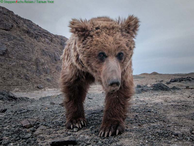 Steppenfuchs Reisen - Gobi Bär
