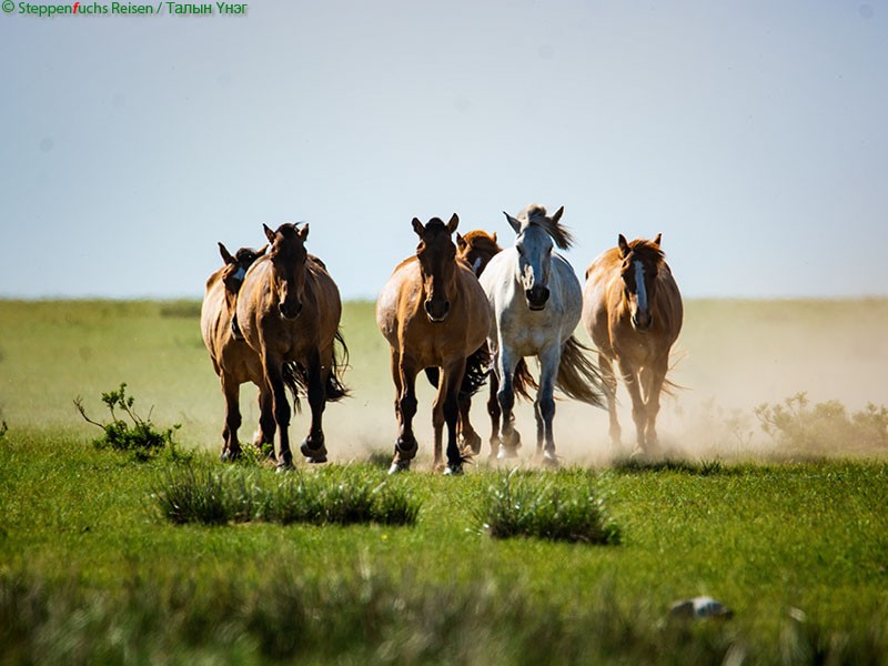 Steppenfuchs Reisen - Pferde im Osten der Mongolei