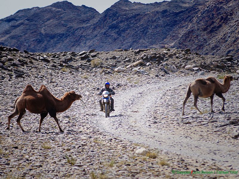Steppenfuchs Reisen - Camel crossing