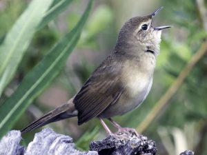 Steppenfuchs Reisen (Vogelbeobachtung) Chinesische Buschlaubsänger