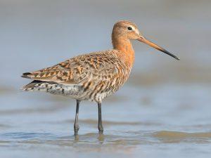 Steppenfuchs Reisen (Vogelbeobachtung) Uferschnepfe