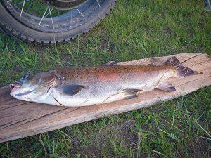 Steppenfuchs Reisen - Fangfrisch Lenok